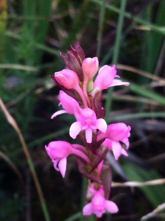 Satyrium nepalense flower