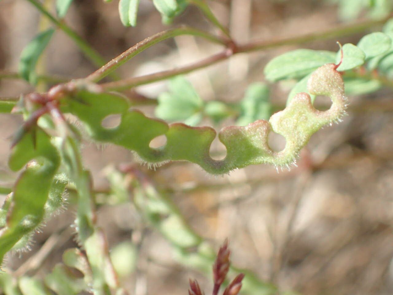 Hippocrepis ciliata fruit