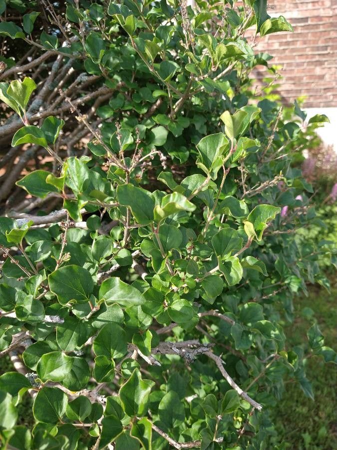 Afrocanthium mundianum — search result for 'Zimbabwe'