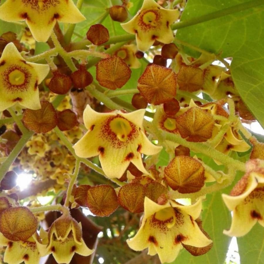 Sterculia apetala flower