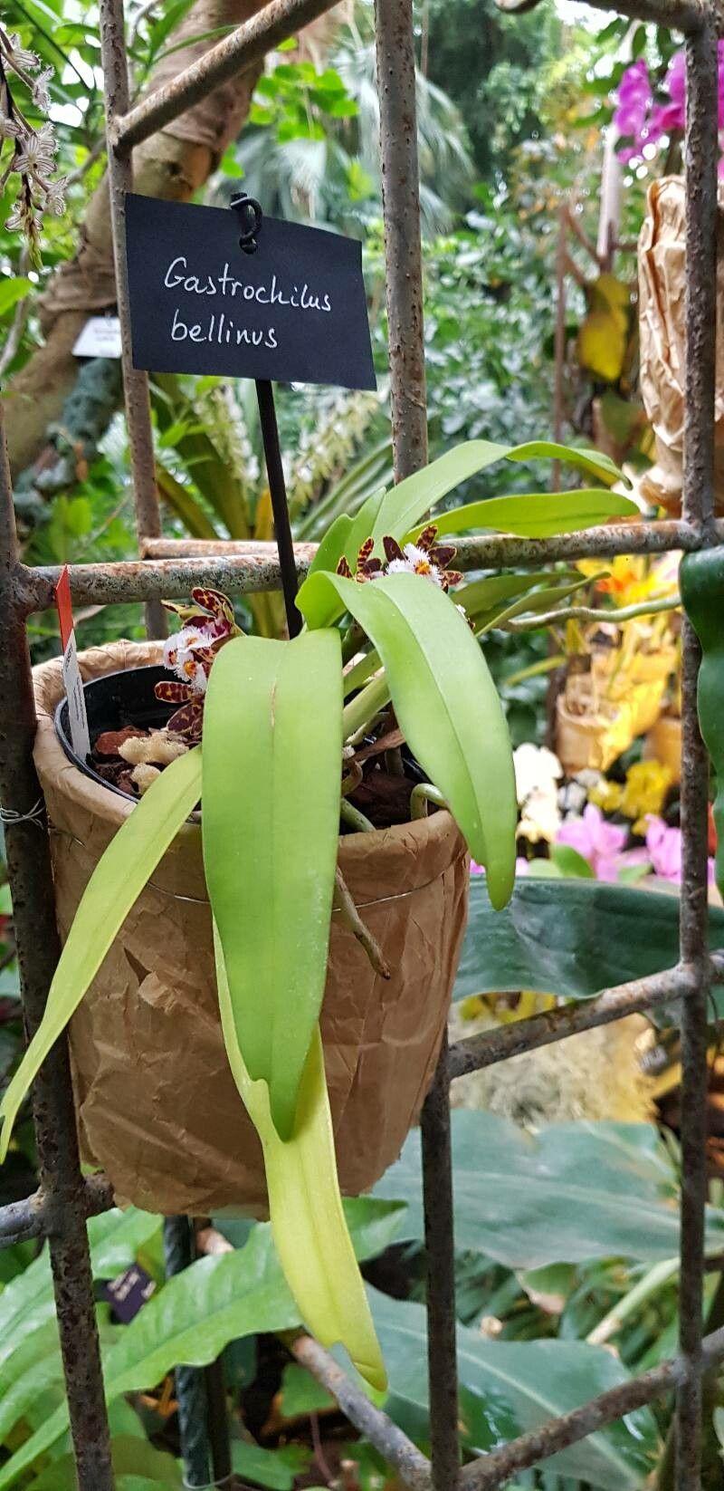 Gastrochilus bellinus habit