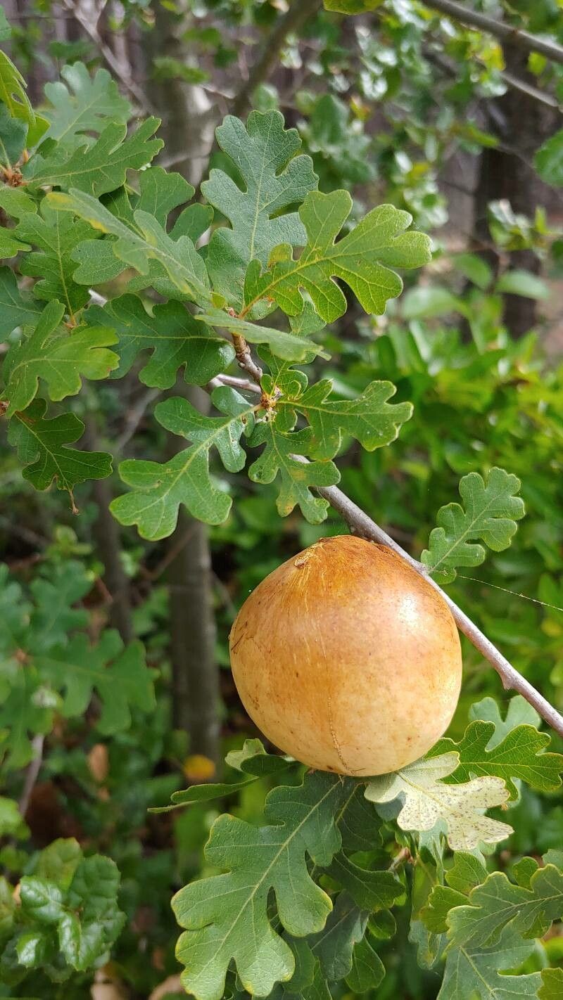 Quercus gambelii fruit