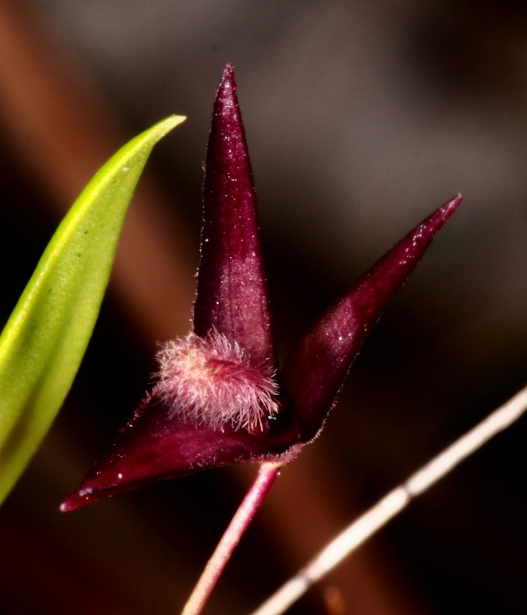 Bulbophyllum lophoglottis fruit