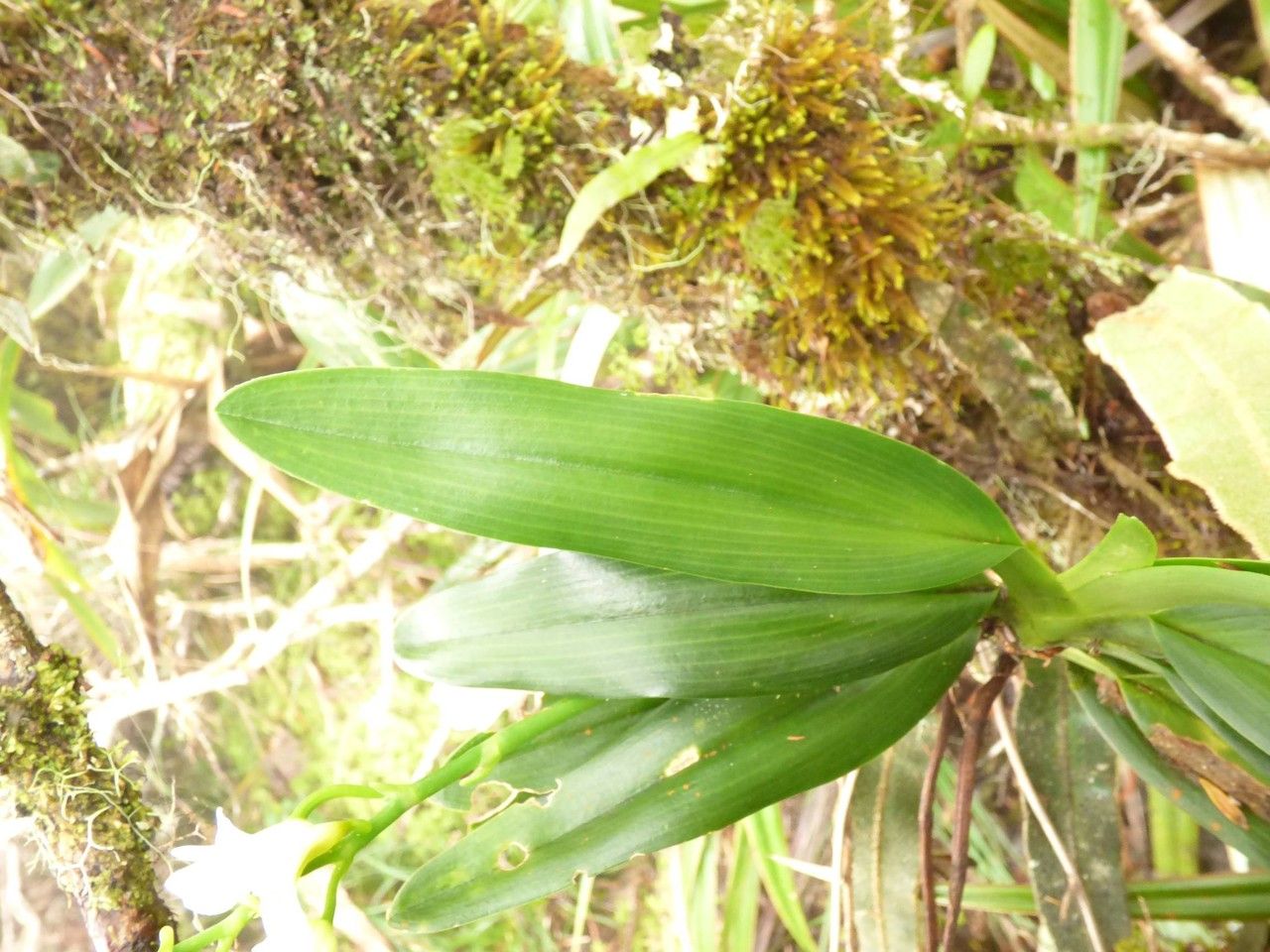 Beclardia macrostachya — houseplant care guide