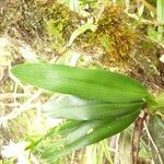 Beclardia macrostachya