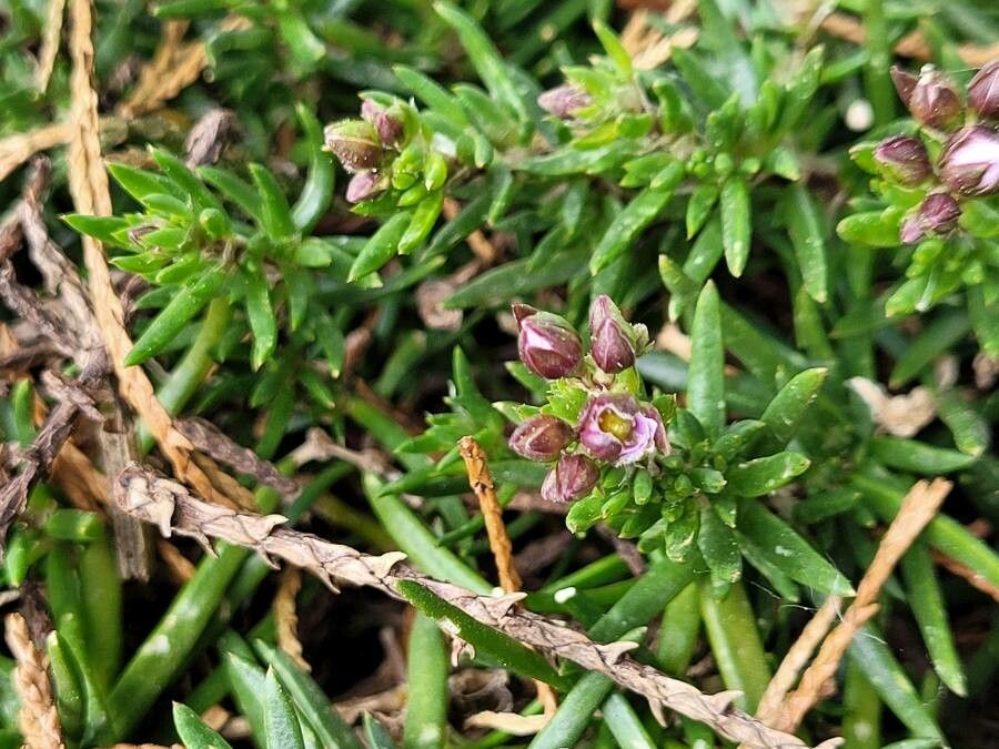 Spergula rupicola — houseplant care guide