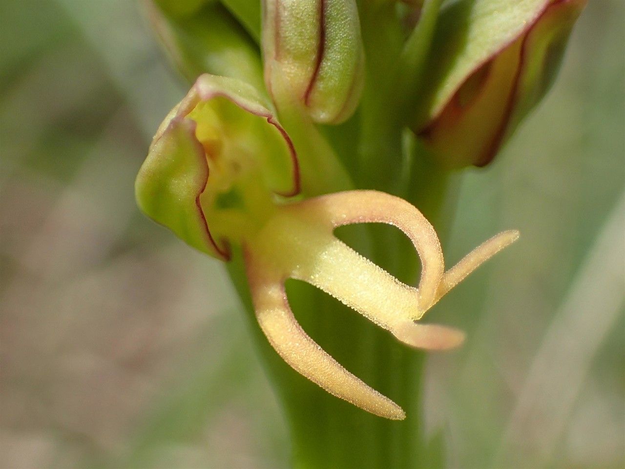 Orchis anthropophora fruit