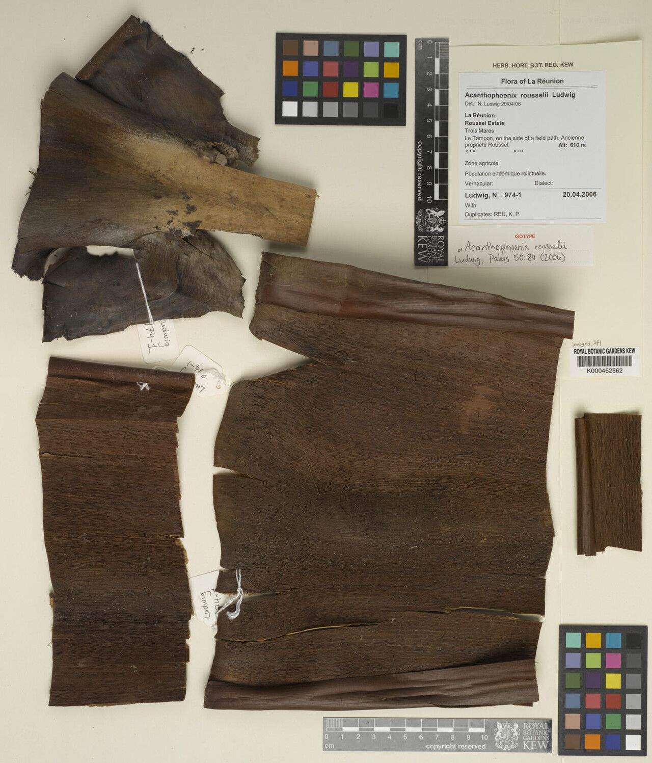 Acanthophoenix rousselii — related species from the same genus