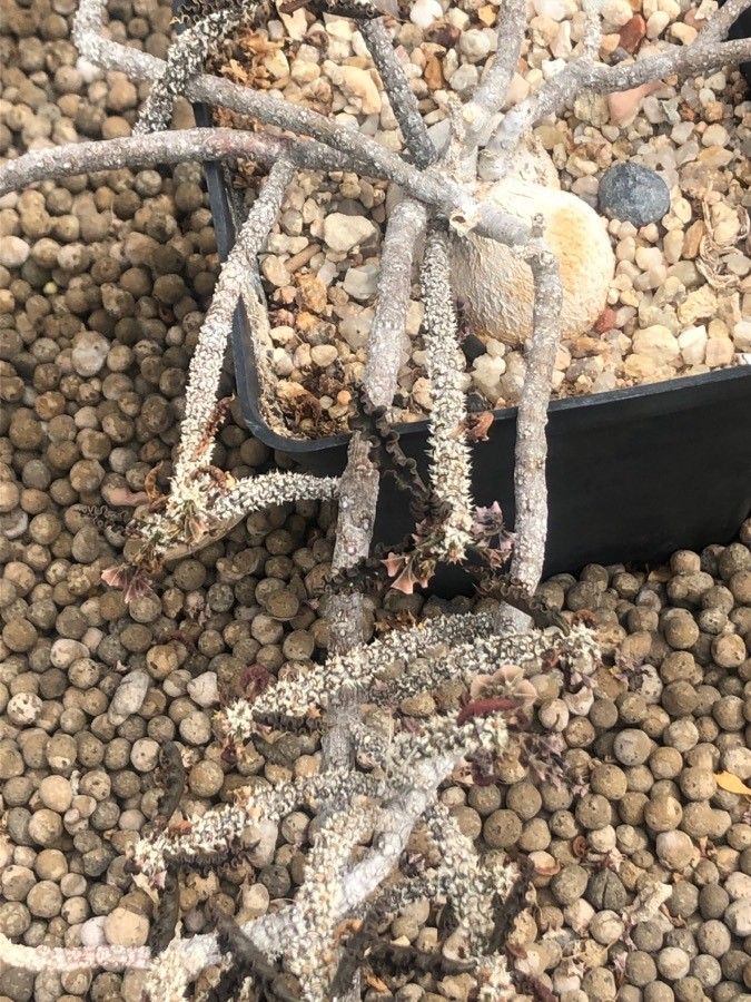 Euphorbia ambovombensis — houseplant care guide