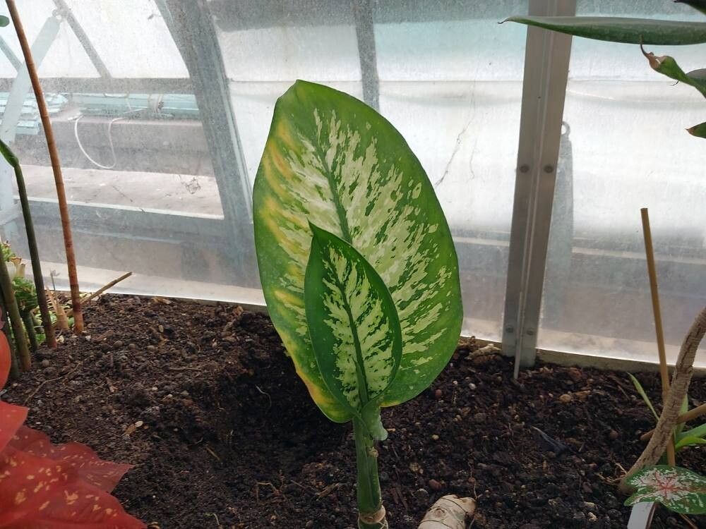 Dieffenbachia costata — houseplant care guide