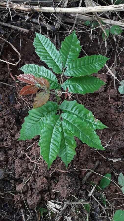 Pometia pinnata leaf