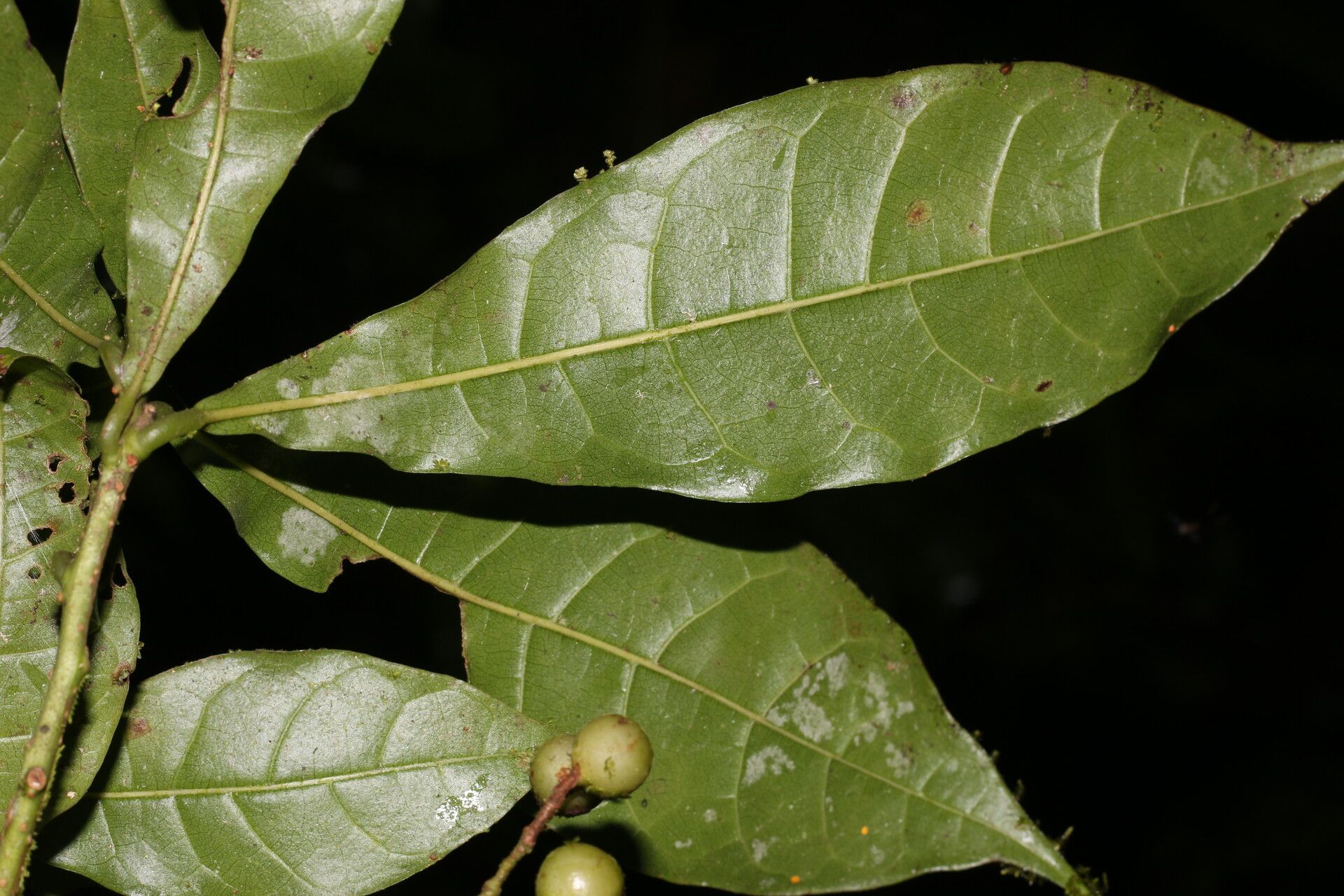 Meliosma idiopoda — houseplant care guide