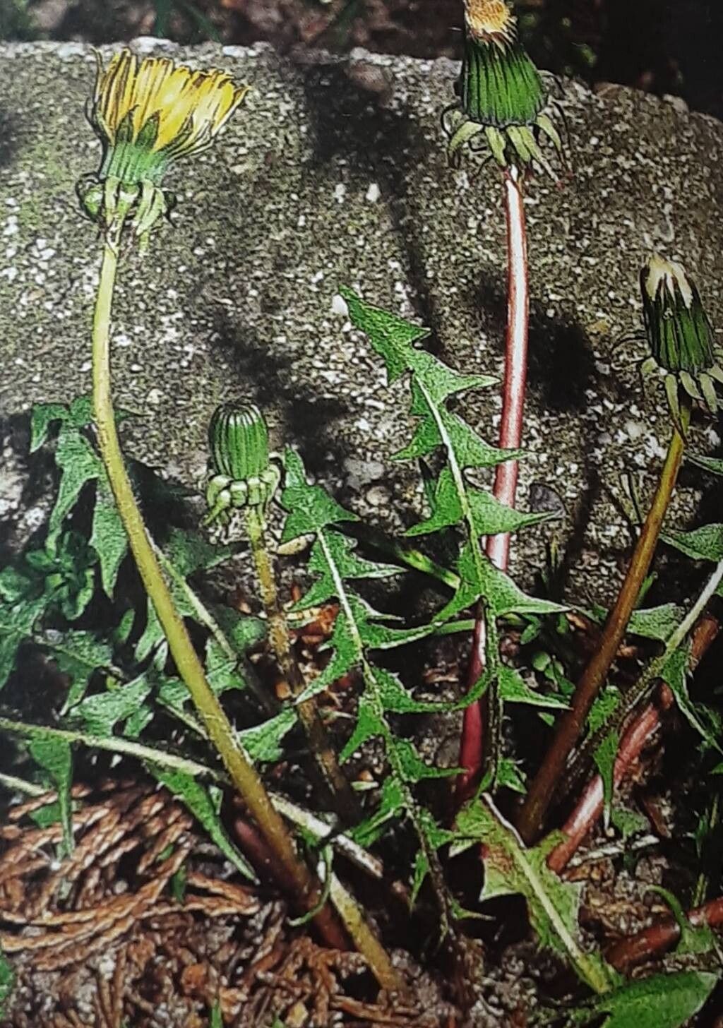 Taraxacum atricapillum — search result for 'Taraxacum'