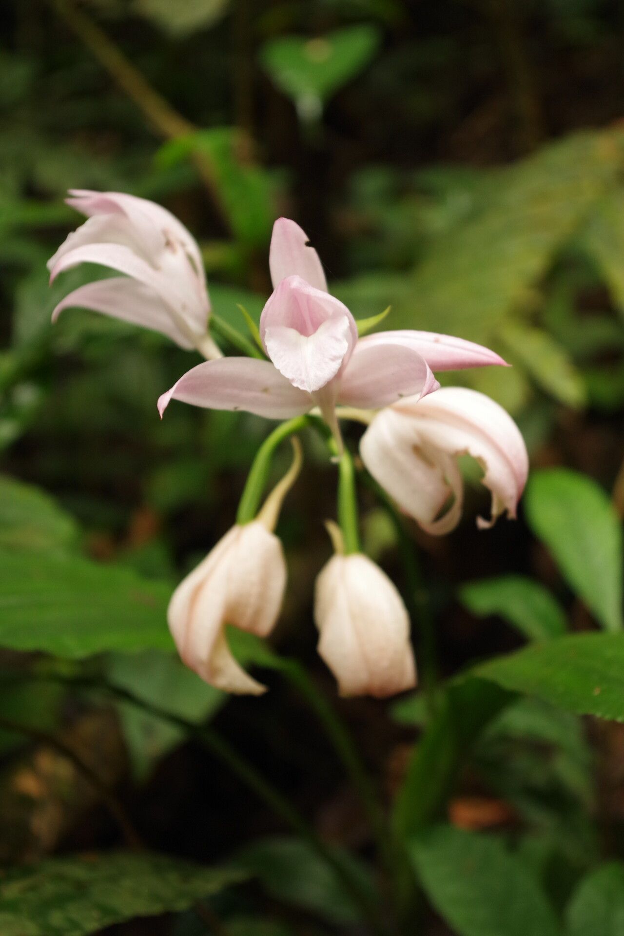 Calanthe gustavii flower