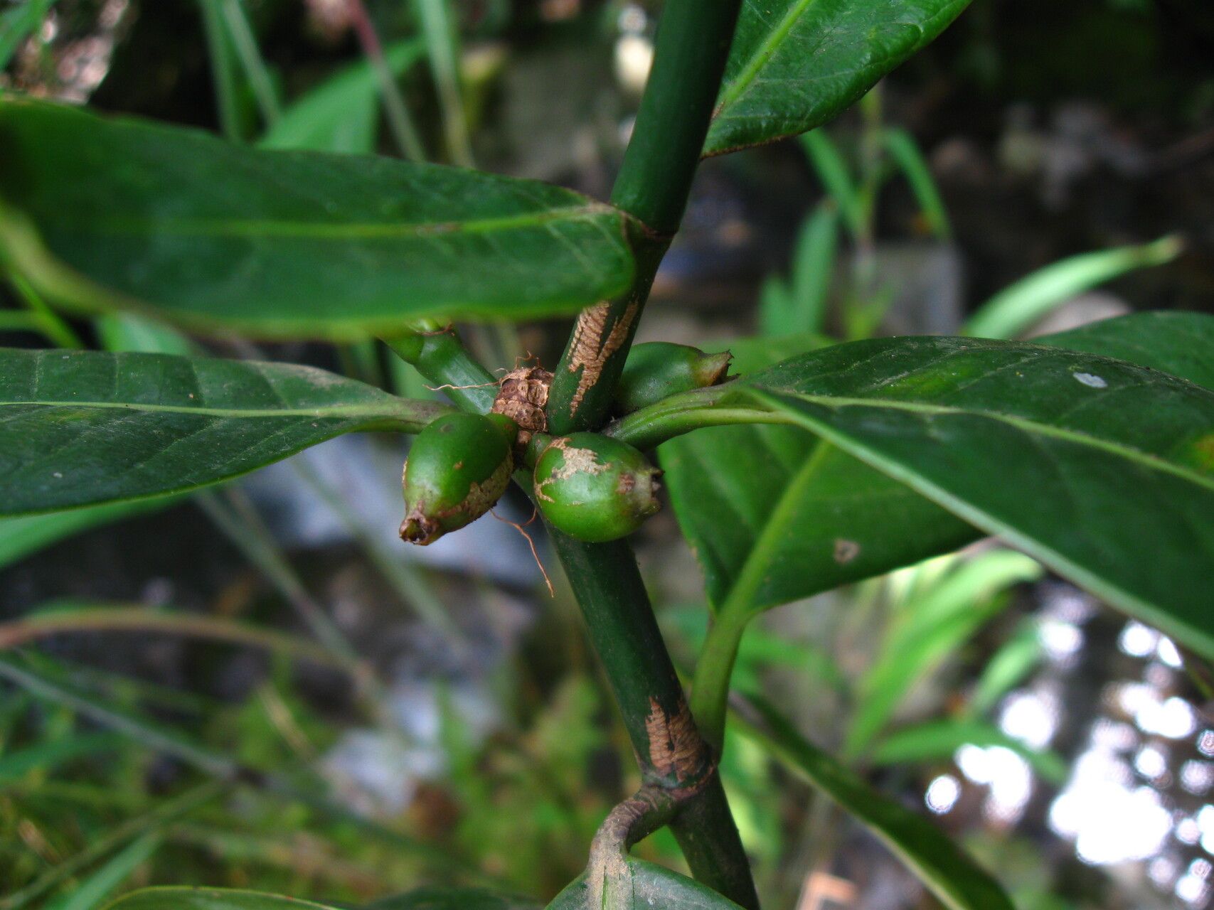 Psychotria psychotrioides fruit