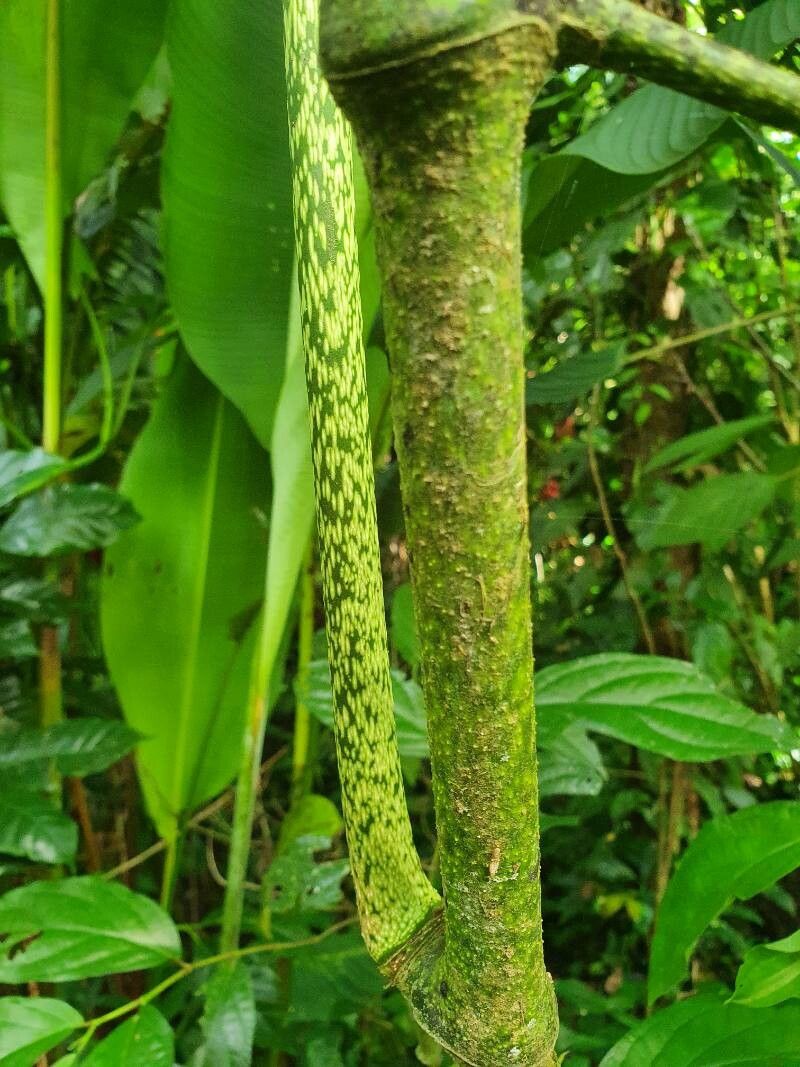 Piper jacquemontianum bark