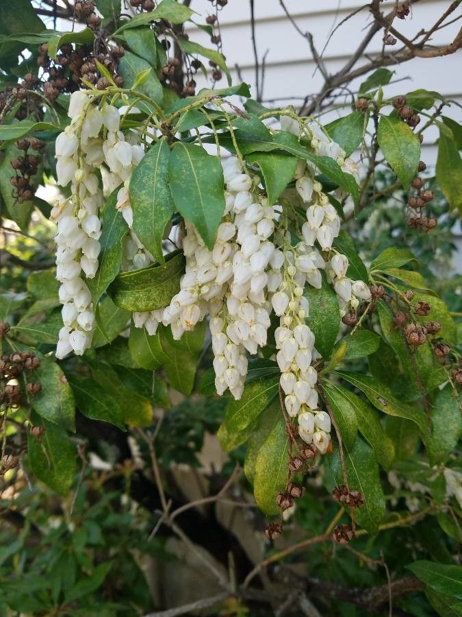 Leucothoe davisiae flower