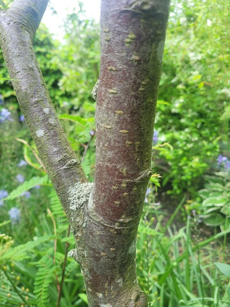 Sorbus koehneana bark