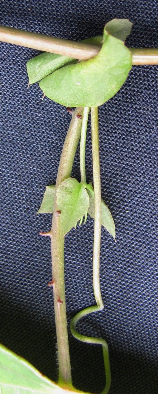 Passiflora dispar — houseplant care guide