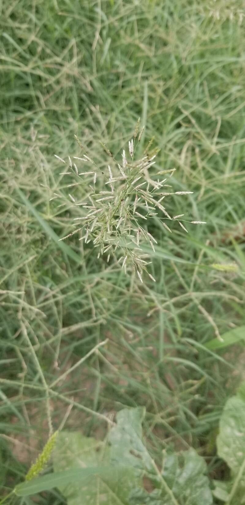 Eragrostis barrelieri fruit