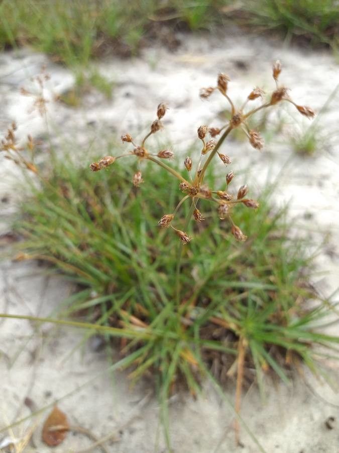 Fimbristylis dichotoma flower