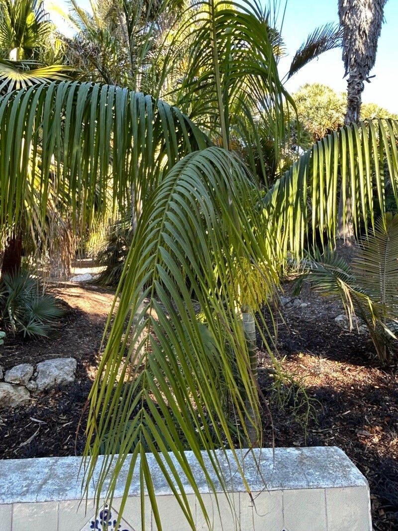 Dypsis scottiana — houseplant care guide