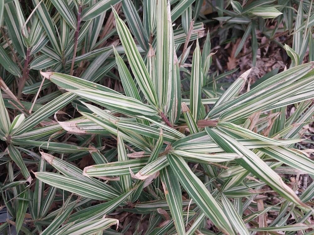 Pleioblastus variegatus — soil improver houseplant
