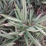 Pleioblastus variegatus