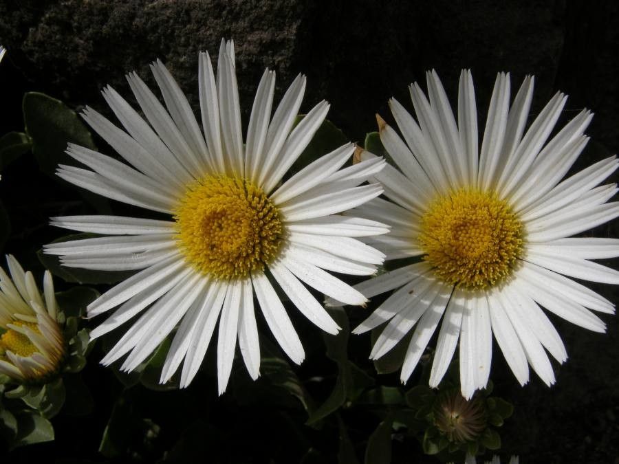 Asteriscus schultzii flower