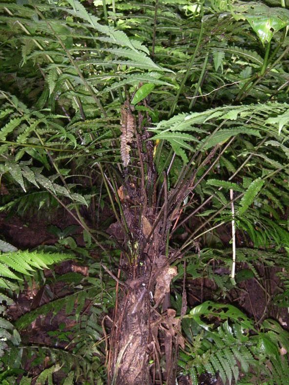 Diplazium striatum habit