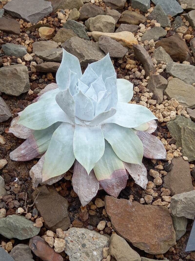Dudleya anthonyi habit