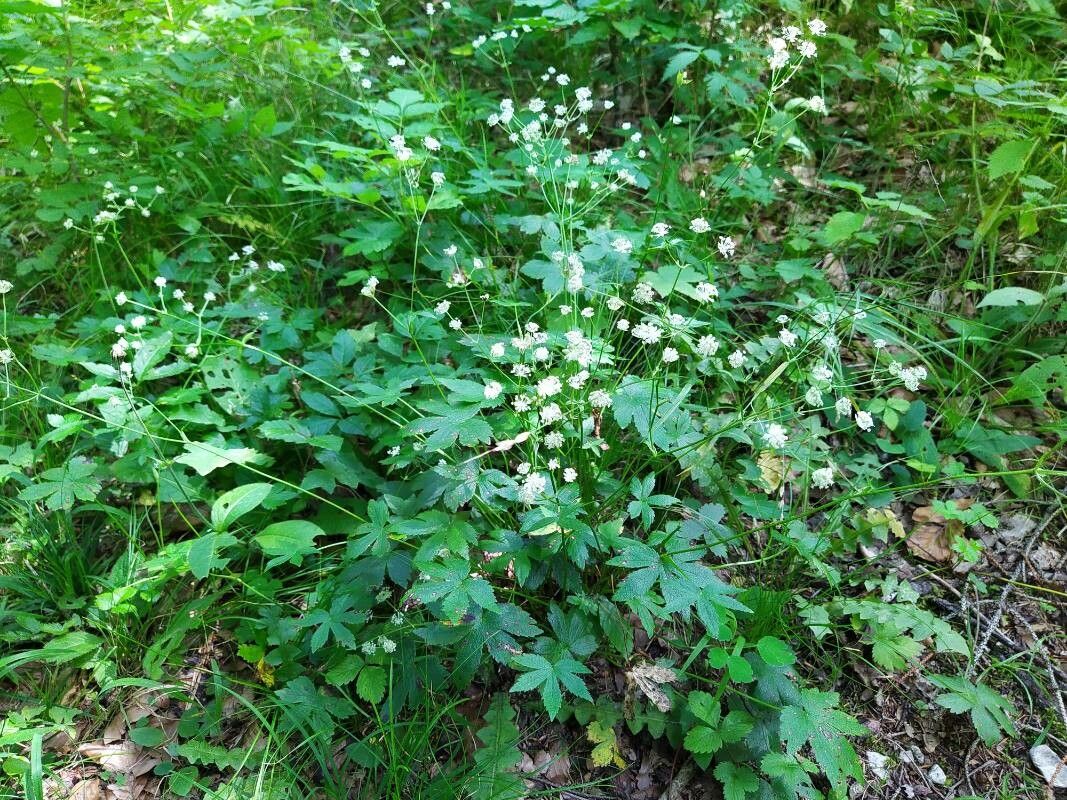 Astrantia carniolica habit