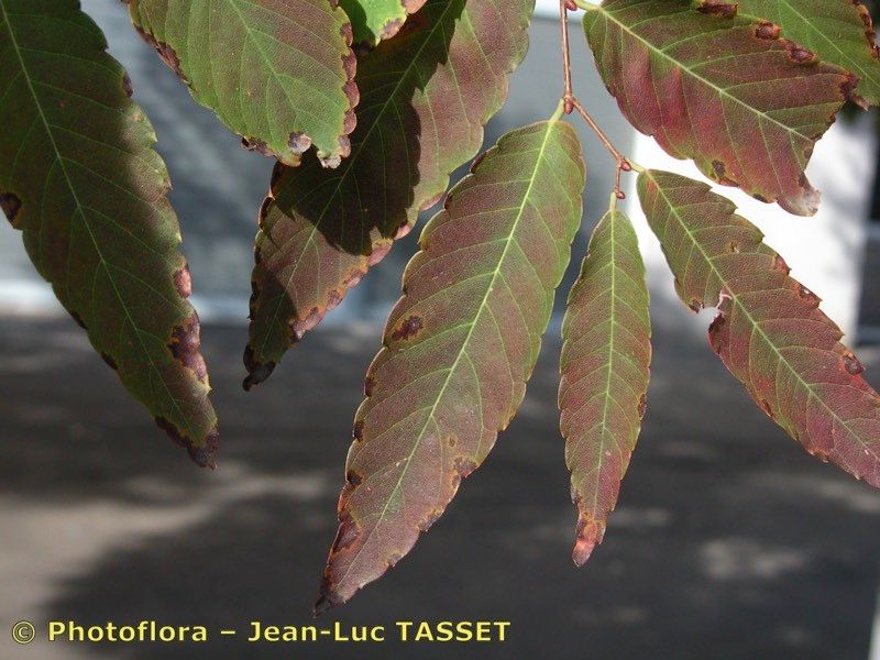 Zelkova crenata — search result for 'and southwest Asia'