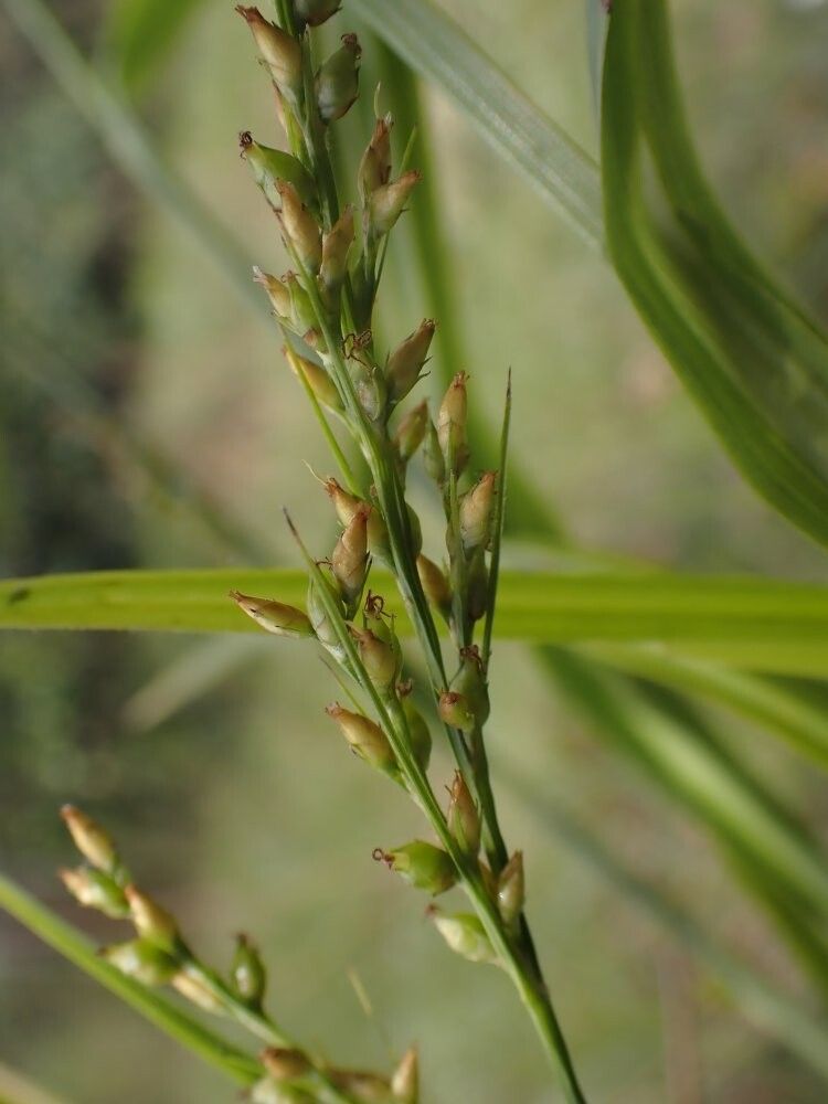 Scleria vogelii — houseplant care guide