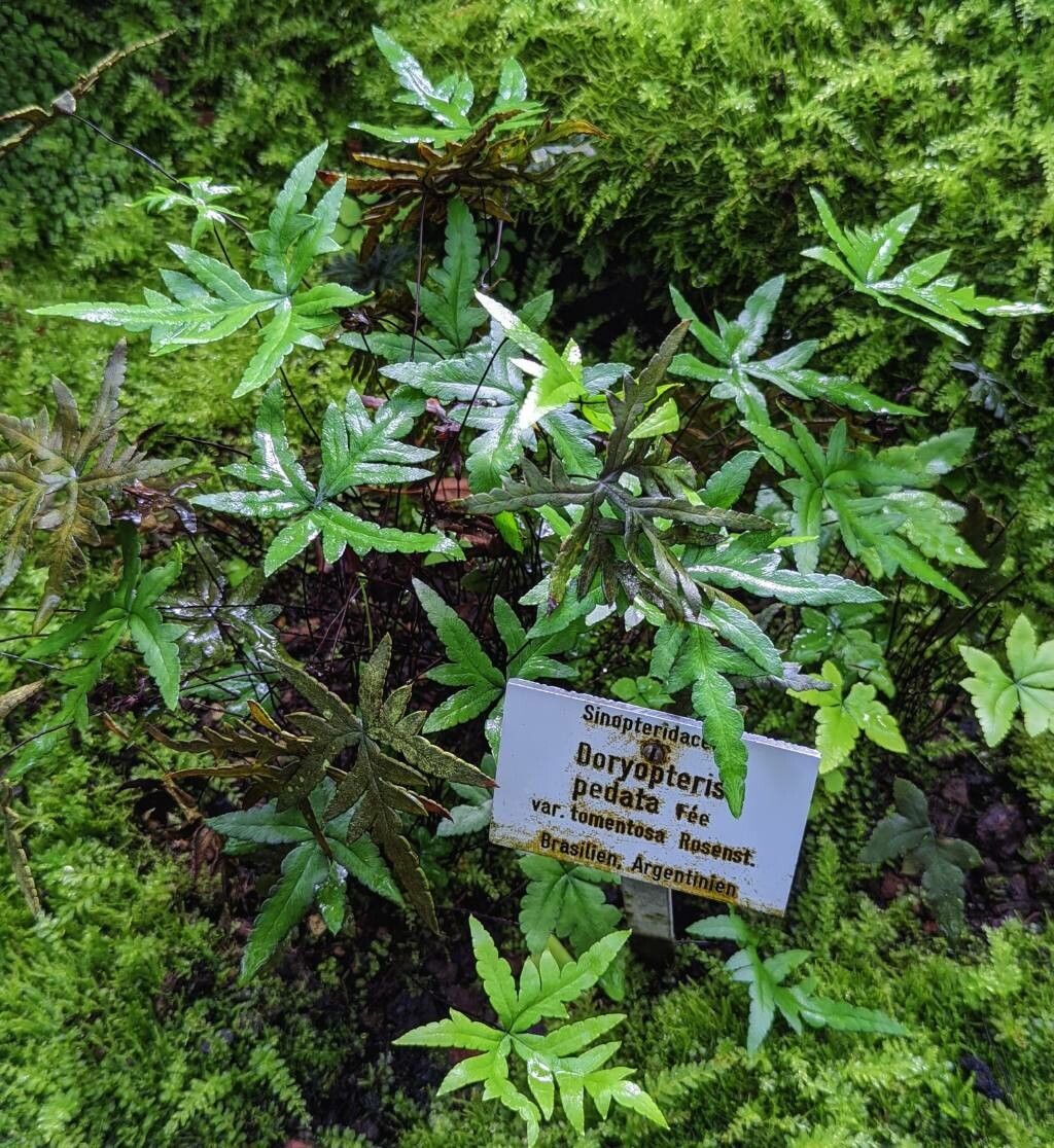 Doryopteris pentagona habit