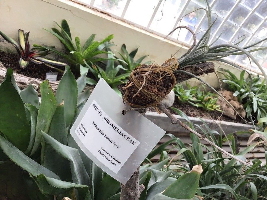 Tillandsia butzii