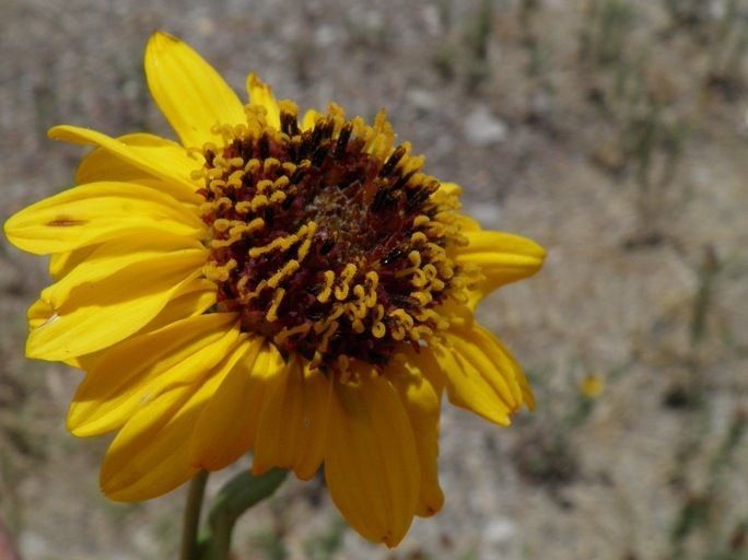 Helianthus laciniatus flower