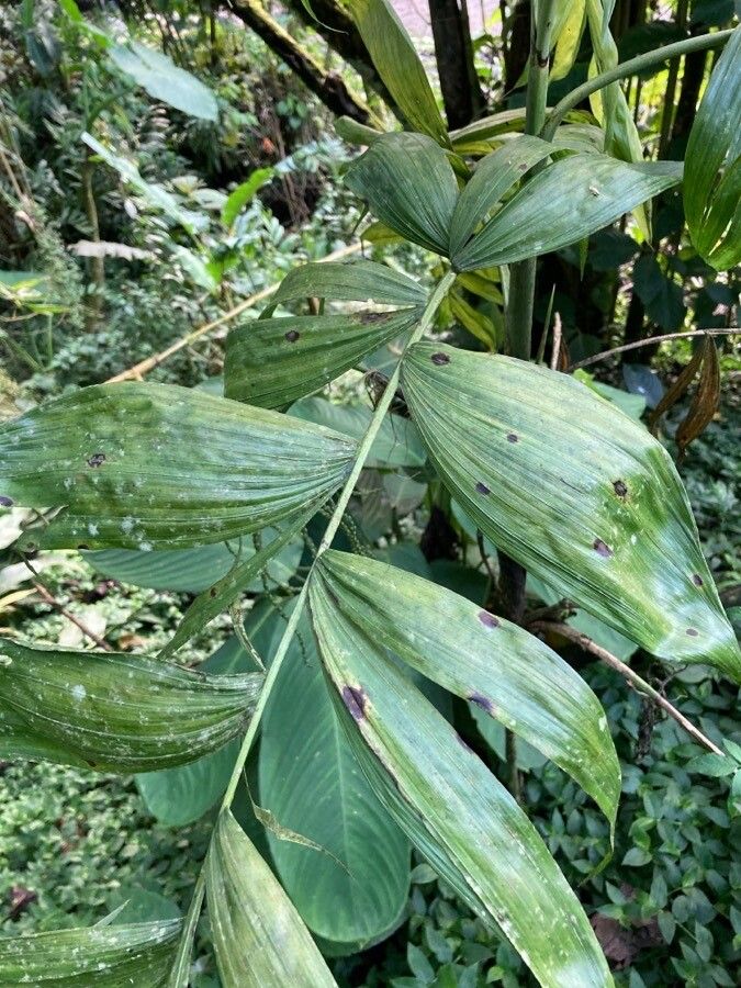 Chamaedorea pinnatifrons leaf