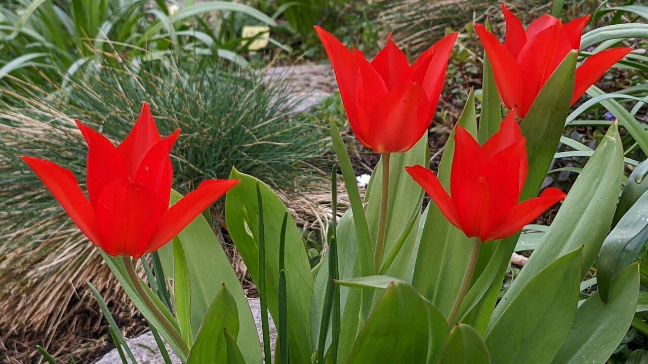 Tulipa praestans flower