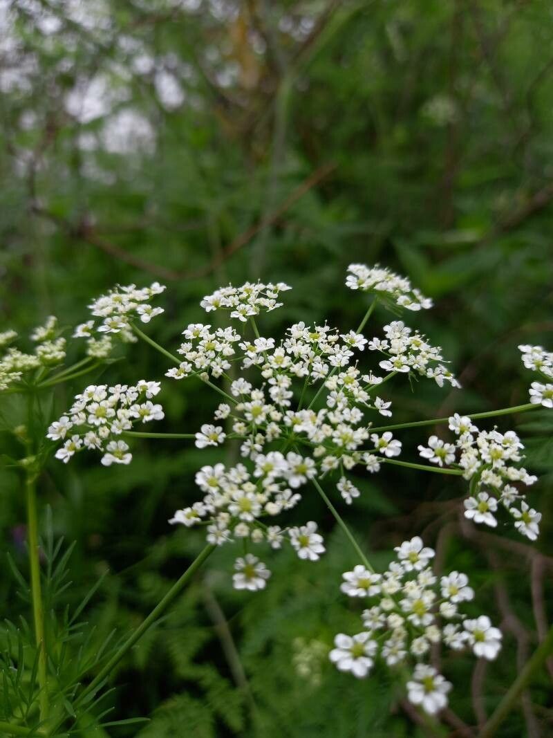 Chaerophyllum bulbosum flower