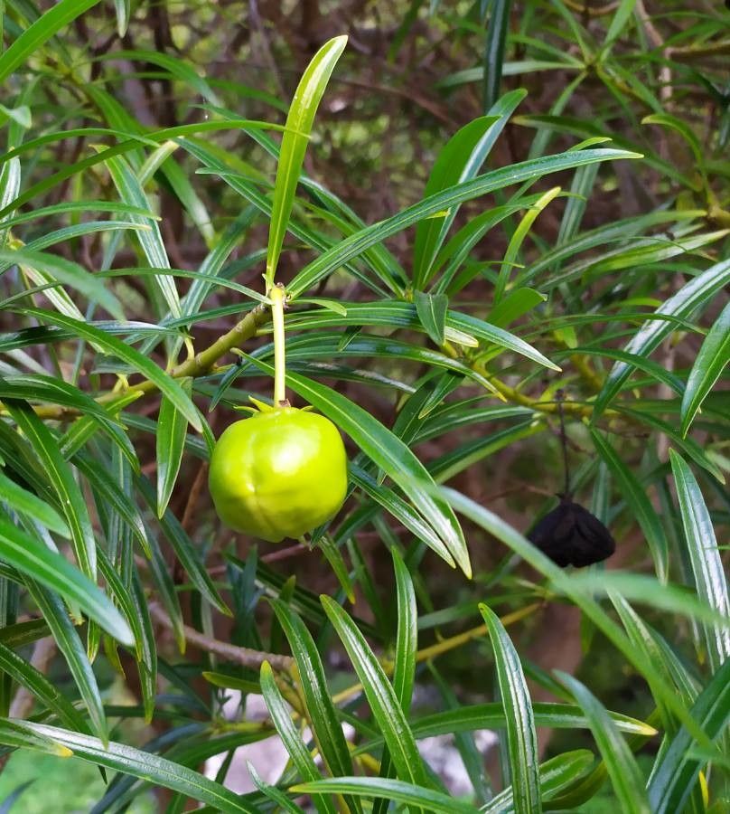Thevetia neriifolia fruit