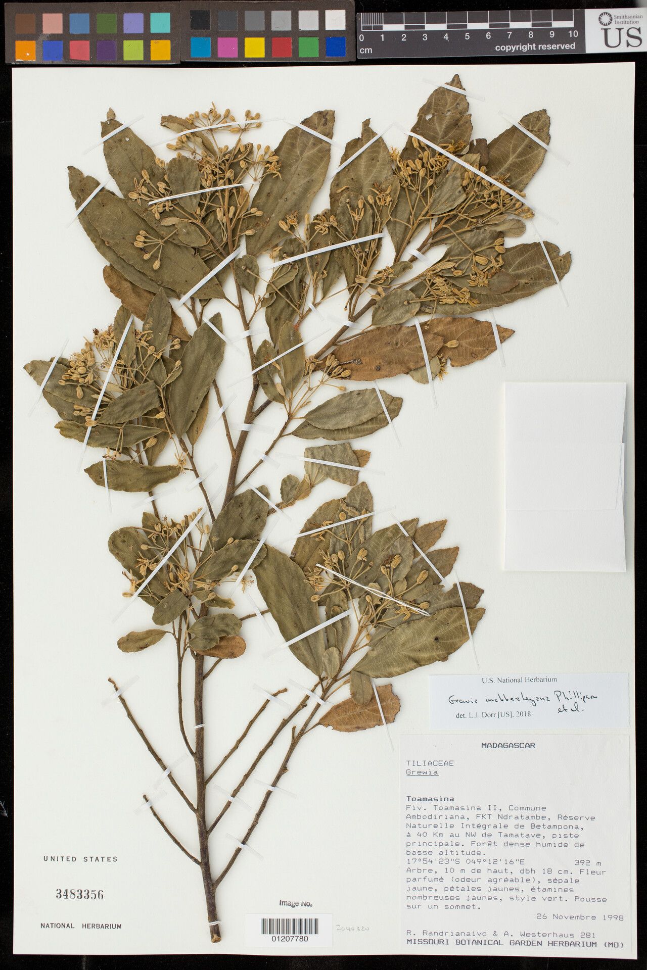 Grewia mabberleyana — houseplant care guide