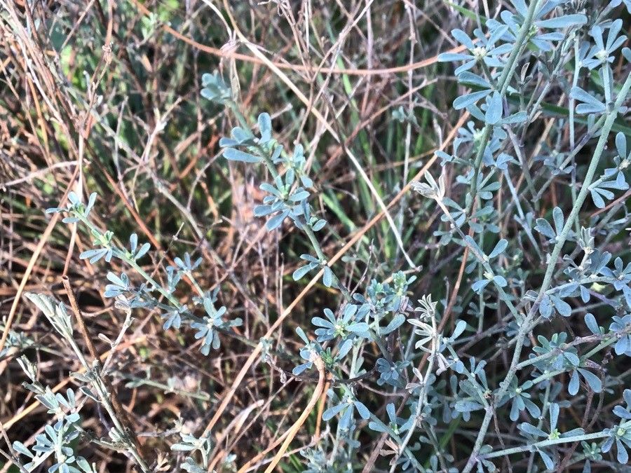 Bupleurum montanum — search result for 'Bupleurum'