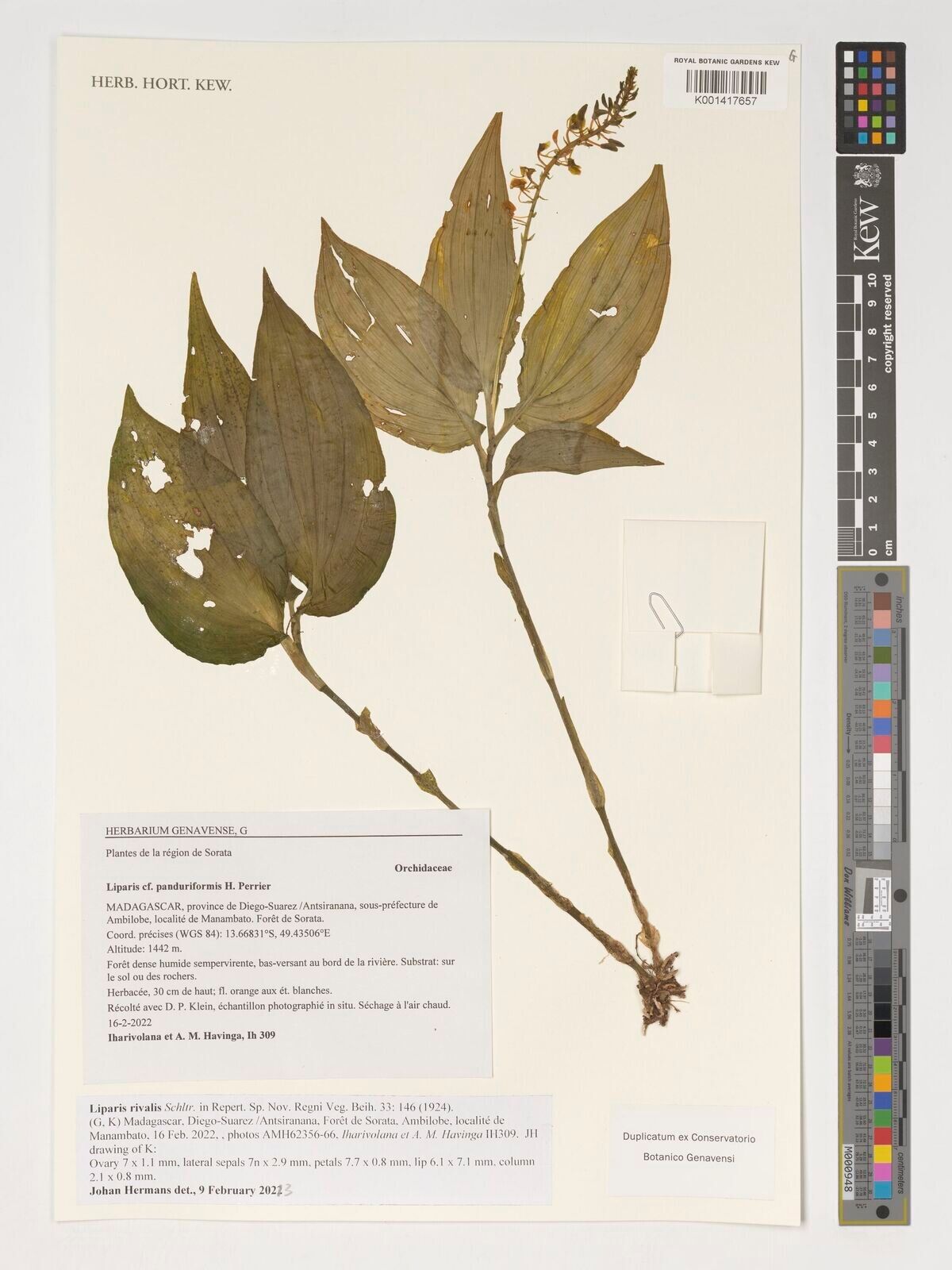 Liparis rivalis — houseplant care guide