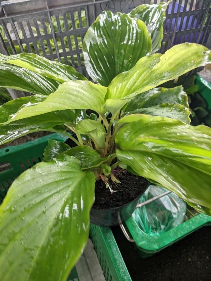 Kaempferia parviflora — search result for 'Zingiberaceae'