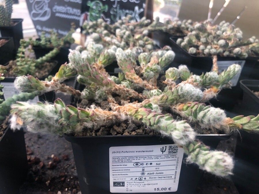 Portulaca werdermannii leaf