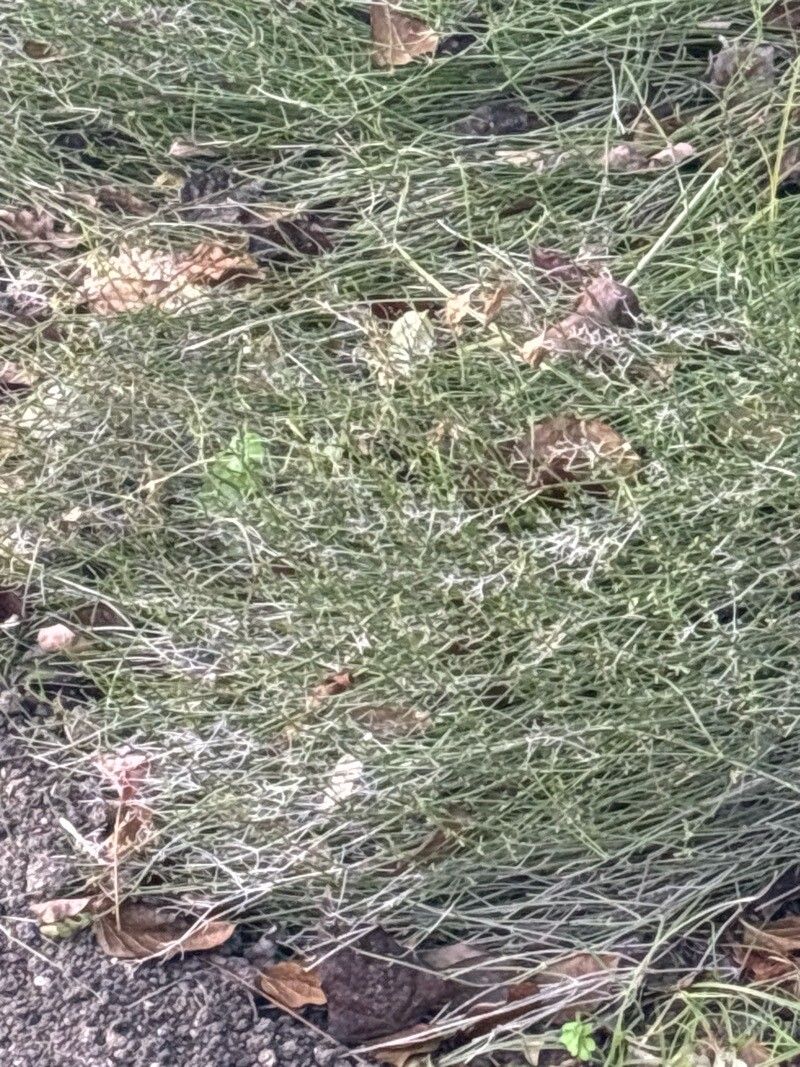 Galium ephedroides — houseplant care guide