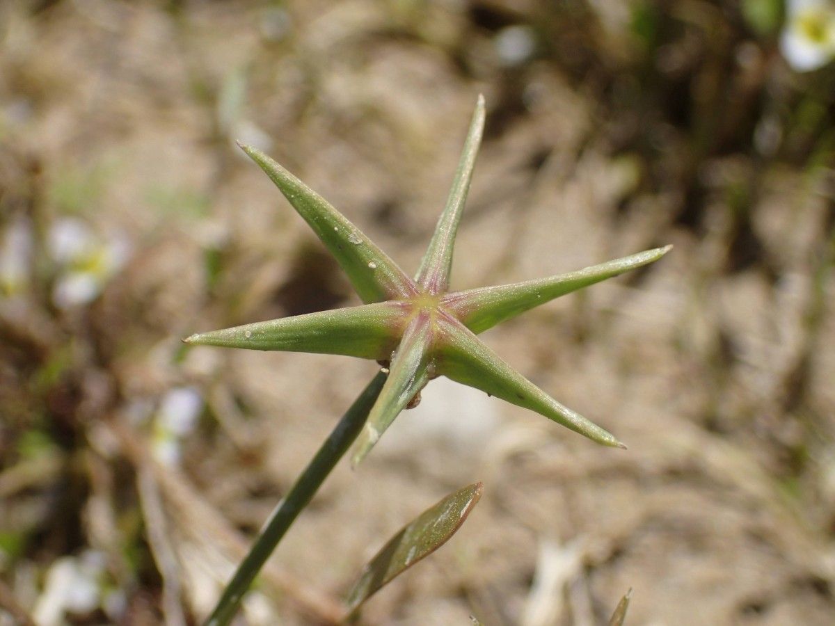 Damasonium polyspermum — related species from the same genus