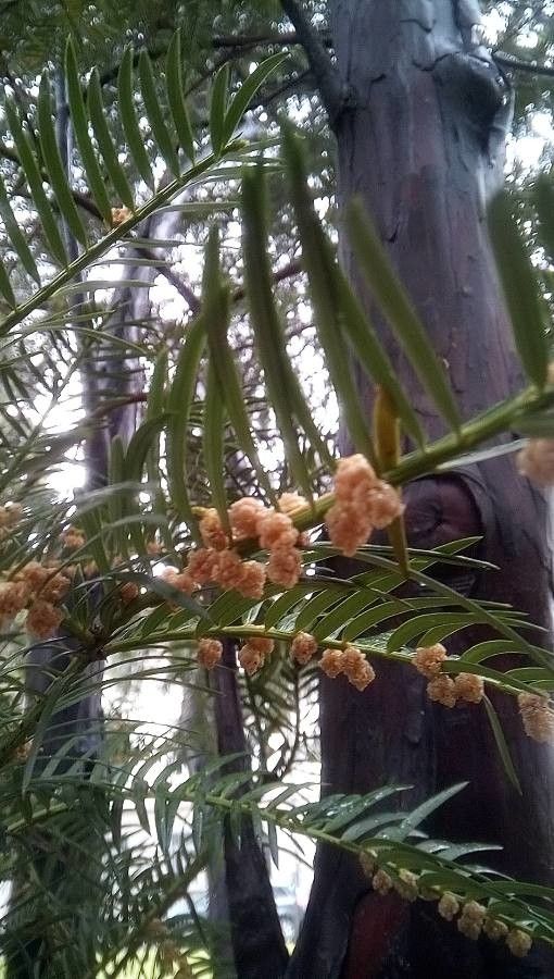 Torreya nucifera flower