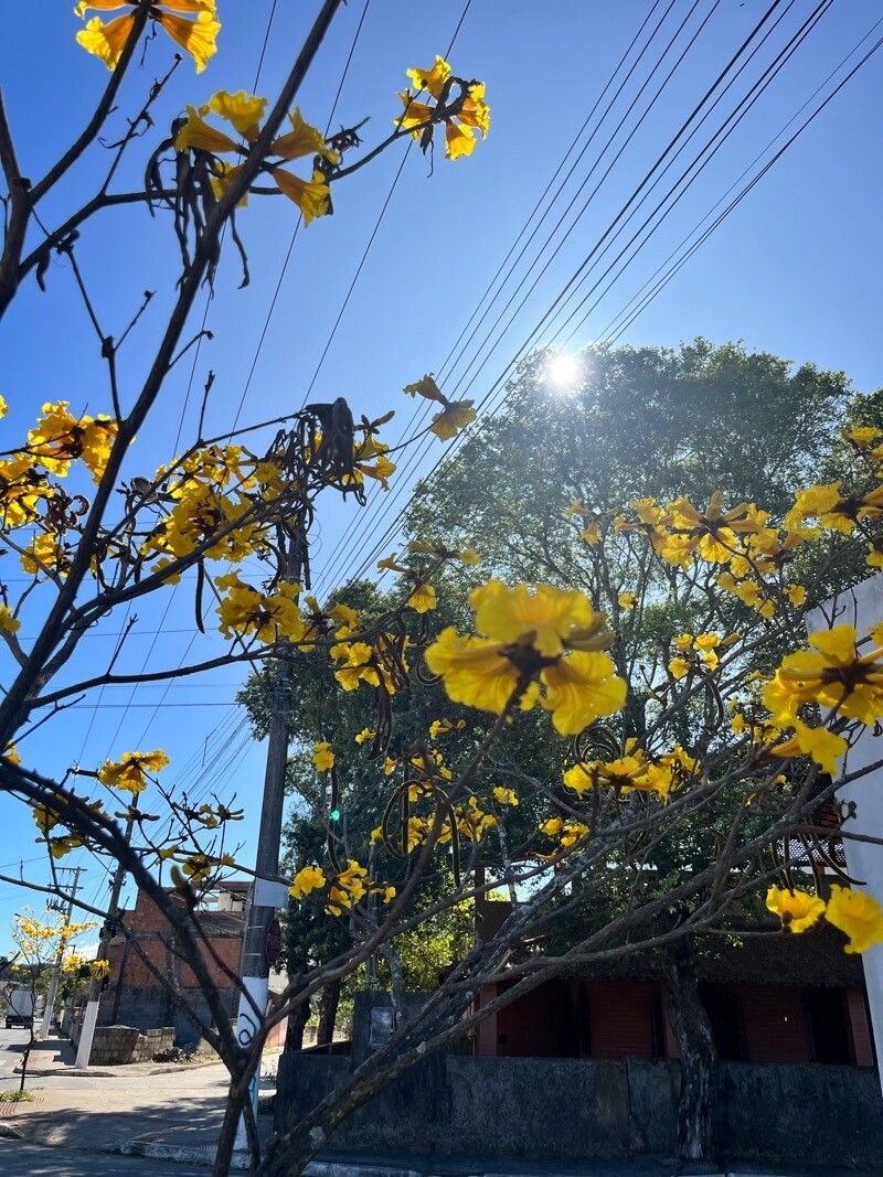 Handroanthus chrysotrichus flower